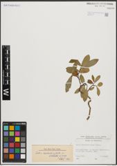 Foto von Salix appendiculata Vill. x Salix waldsteiniana Willd.